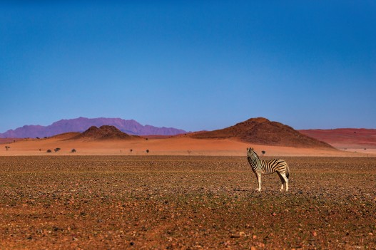 Desert Zebra, Namibia